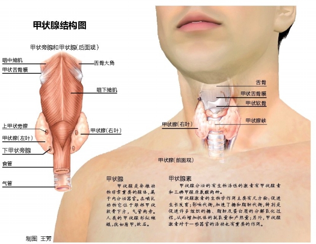 大庆市甲状腺癌占人口的多少_大庆市地图